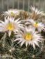 Preview: Mammillaria barbarta - Pinaleno Mountains